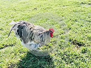 A chicken on the green grass field, on the farm, in the early morning.