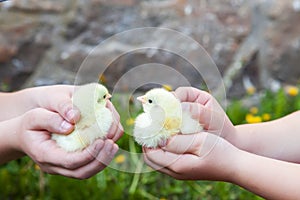 Chicken in hand.