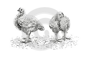 chicken hand drawing sketch engraving illustration style