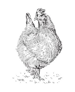 chicken hand drawing sketch engraving illustration style