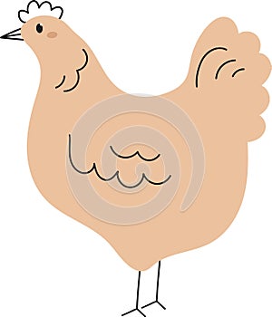 Chicken Hand Drawn
