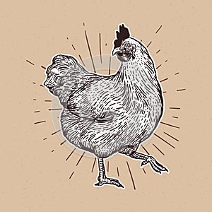 Chicken hand drawn illustration. Chicken meat and eggs vintage produce elements. Badges and design elements for the chicken