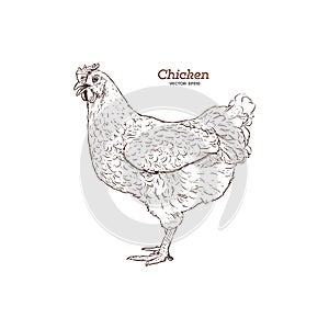 Chicken hand drawn illustration. Chicken meat vintage produce elements.
