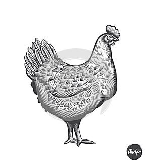 Chicken hand drawn illustration in engraving or woodcut style. Hen meat and eggs vintage produce elements. Badges and