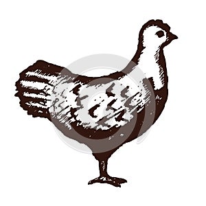 Chicken Hand Drawn on White Background. Vector