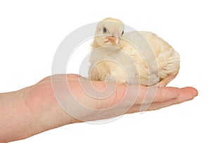 Chicken in hand, isolated on a white background