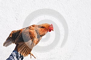 Chicken in the hands of a farmer isolated on whire background. Woman holding brown hen in her hands in the farm. Banner