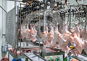 Chicken hang on rail to weighing machine for seperate size for automatic or manual cut up