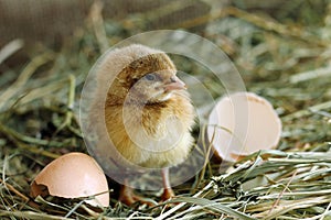 Chicken hatched from egg and looking at camera