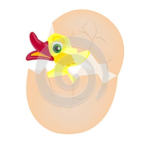 Chicken hatches from egg