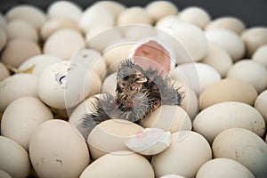 Chicken Hatching From Egg
