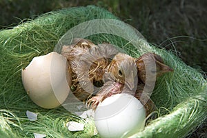 Chicken Hatching From Egg