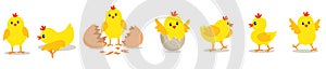 chicken hatching from the egg. Cartoon baby chick birthday step-by-step process. Funny and educational illustration for kids