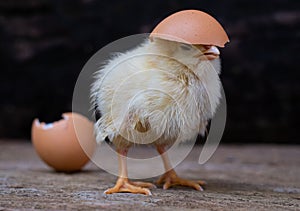 Chicken hatching from an egg and eggshell