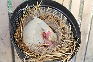 Chicken hatching eggs