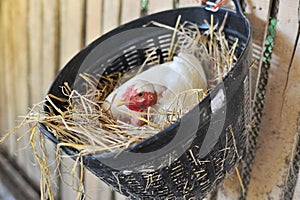 Chicken hatching eggs