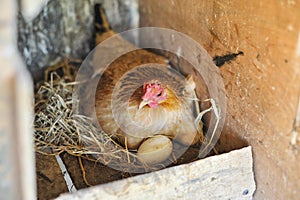 Chicken hatching eggs