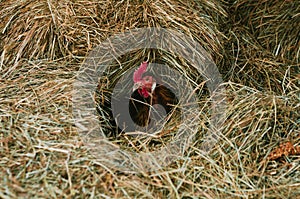 Chicken hatching eggs in a haystack