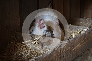 chicken hatching eggs. The lifestyle of the farm in the countryside, the hens are hatching eggs on a pile of straw in rural farms