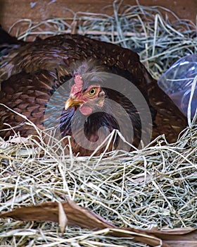 Chicken hatching eggs in nest