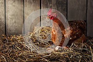 chicken hatching eggs in nest of straw inside a wooden henhouse