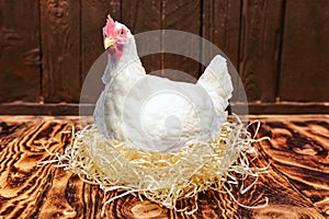 Chicken hatching her eggs in nest coop