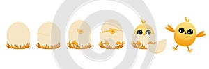 Chicken hatching stages. Cartoon winged chick emerging from egg, domestic farm animal with feathers, summer newborn chicks. Vector