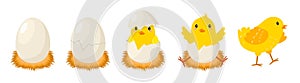 Chicken hatching stages. Newborn little cute chick, small baby bird emergence from egg, cracked shell in laying hens