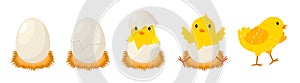 Chicken hatching stages. Newborn little cute chick, small baby bird emergence from egg, cracked shell in laying hens photo