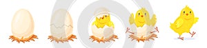 Chicken hatching stages. Yellow chick hatch from broken shell egg, poultry newborn growth cartoon cute chicken birth
