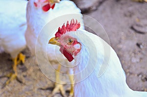 Chicken head