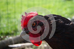 Chicken head in close up
