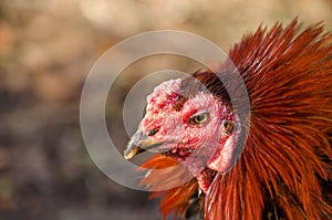 Chicken head, Gamecube