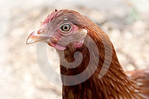 Chicken head side on