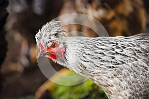 Chicken head with tuft. Silver-gray tint by Legbar breed