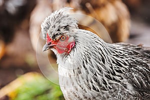 Chicken head with tuft. Silver-gray tint by Legbar breed