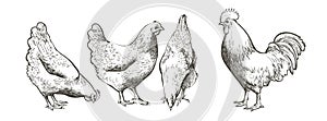 Chicken, hen bird. Poultry, broiler, farm animal feeding. Vintage Easter card. Egg packaging design. Realistic sketch