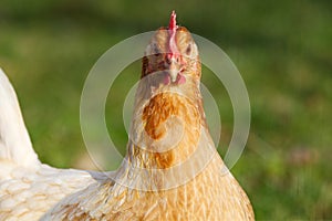 Chicken hen breed `Rheinlnder Huhn` Gallus gallus domesticus portrait