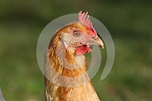 Chicken hen breed `RheinlÃÂ¤nder Huhn` Gallus gallus domesticus portrait photo