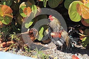 Chicken, hen and coak