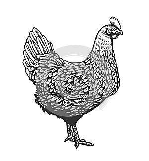 Chicken or hen drawn in vintage engraving or etching style. Farm poultry bird isolated on white background. Vector