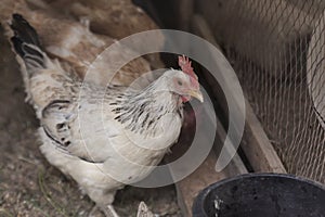 Chicken hen farm organic home pets for eggs nutrition fresh from nature.