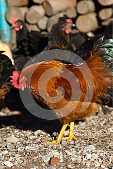 chicken hen free outside walk happy arount environment (Gallus gallus domesticus) portrait
