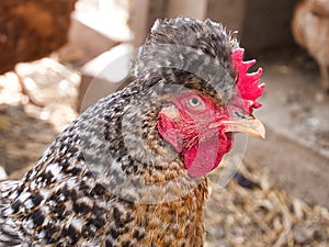 Chicken hen glancing sideways