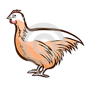 Chicken, hen hand drawn icon. Barnyard fowl. Hennery, poultry, eggs production. Domestic bird.