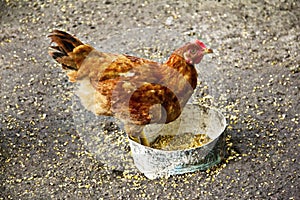 Chicken hen looking for feed