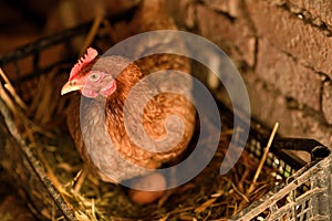 Chicken hen on nest