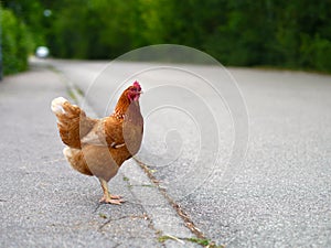 Chicken hen on the road