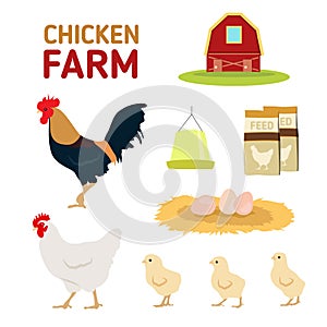 Chicken hen rooster egg feed and farm isolate on white background