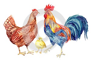 Chicken, hen, rooster, egg . Watercolor painting